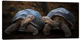 Leinwandbild Porträt zweier Schildkröten