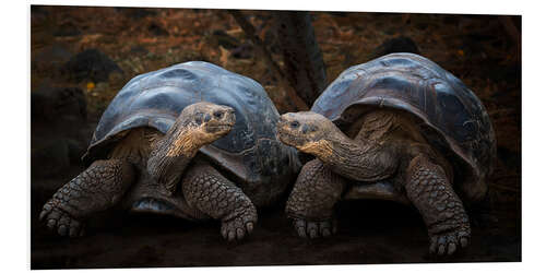 Foam board print Portrait of two turtles