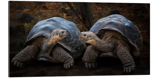 Gallery print Portrait of two turtles