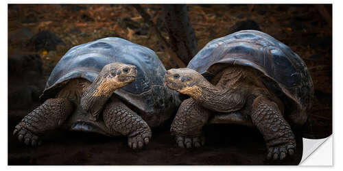 Adesivo murale Portrait of two turtles