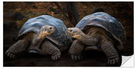 Selvklebende plakat Portrait of two turtles