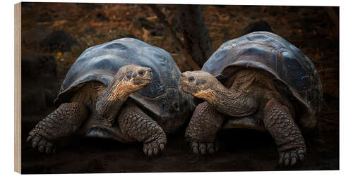 Hout print Portrait of two turtles