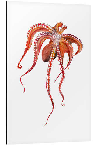 Stampa su alluminio Octopus