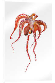 Gallery print Octopus