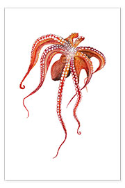 Wall print  Octopus - Wandering Laur