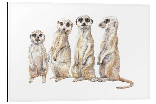 Aluminium print Meerkats