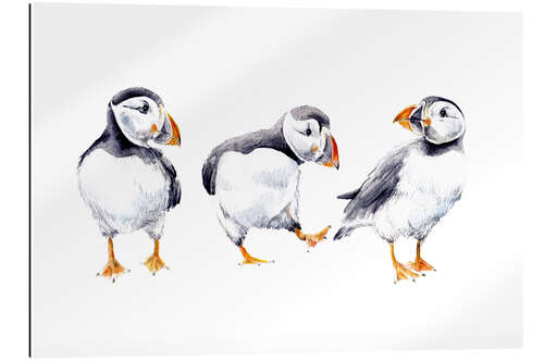 Gallery print Puffins