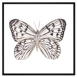 Gerahmter Kunstdruck Zebra-Schmetterling