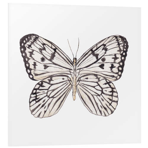 Stampa su PVC Zebra Butterfly