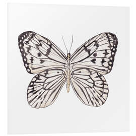 Stampa su PVC Zebra Butterfly