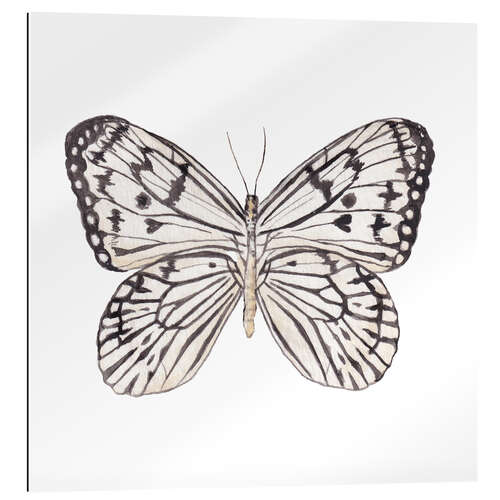 Gallery print Zebra Butterfly