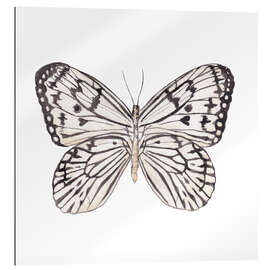 Gallery print Zebra Butterfly