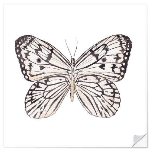 Vinilo para la pared Zebra Butterfly