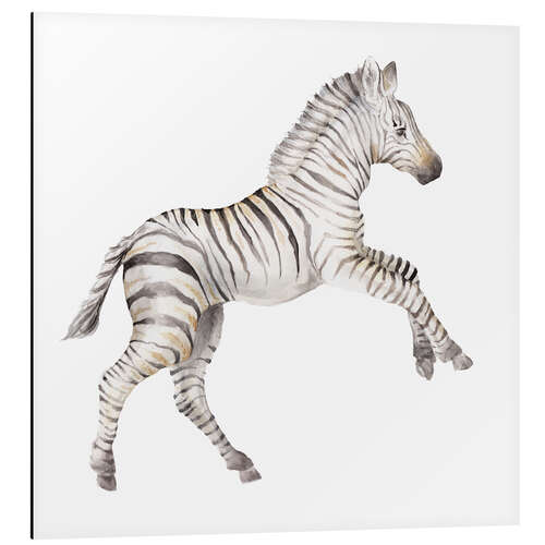 Print på aluminium Baby-zebra