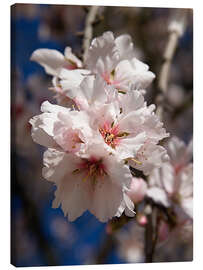 Canvas print Almond blossom