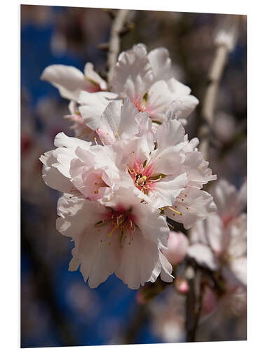 Foam board print Almond blossom