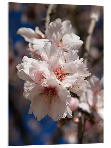 Gallery print Almond blossom