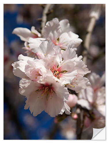 Wall sticker Almond blossom