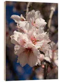 Wood print Almond blossom