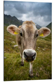 Aluminium print Cow portrait