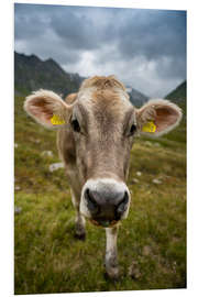 Foam board print Cow portrait