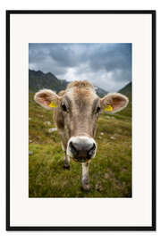 Gerahmter Kunstdruck Kuhportrait