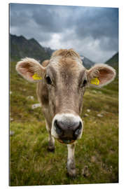 Tableau en plexi-alu Cow portrait