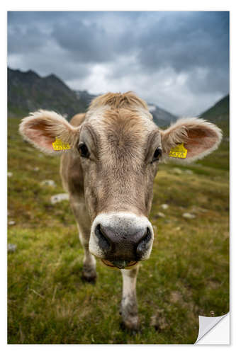 Sticker mural Cow portrait