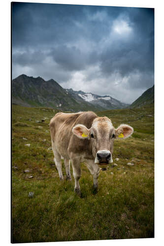 Alumiinitaulu Cow on Swiss Alp