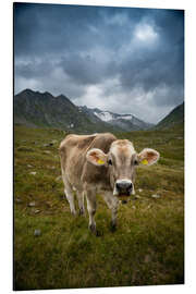 Aluminium print Cow on Swiss Alp