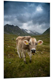 Foam board print Cow on Swiss Alp