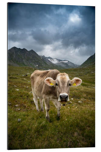 Gallery print Cow on Swiss Alp