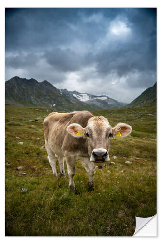 Sticker mural Cow on Swiss Alp