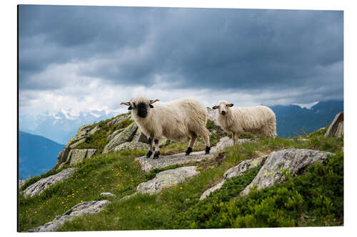 Aluminium print Valais black-nosed shaft with young animal