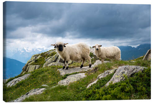 Lienzo Valais black-nosed shaft with young animal