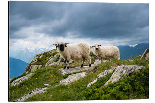 Cuadro de plexi-alu Valais black-nosed shaft with young animal