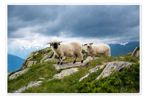 Poster Valais black-nosed shaft with young animal