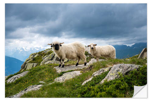 Sticker mural Valais black-nosed shaft with young animal