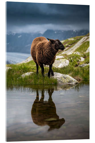 Acrylglas print Sheep sport in Valais with reflection