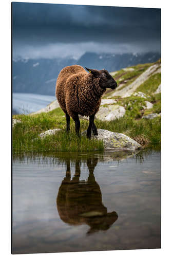 Tableau en aluminium Sheep sport in Valais with reflection