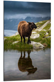 Aluminium print Sheep sport in Valais with reflection