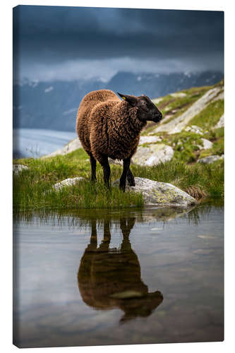 Lærredsbillede Sheep sport in Valais with reflection