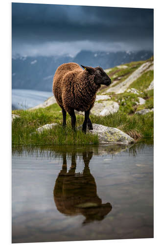 Foam board print Sheep sport in Valais with reflection