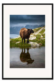 Gerahmter Kunstdruck Schafsportait im Wallis mit Spiegelung