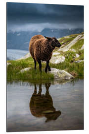 Cuadro de plexi-alu Sheep sport in Valais with reflection