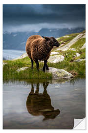 Vinilo para la pared Sheep sport in Valais with reflection