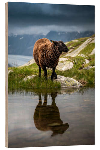 Trebilde Sheep sport in Valais with reflection