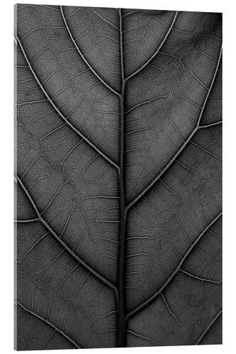 Akrylbilde Black leaf with delicate veins - violin fig