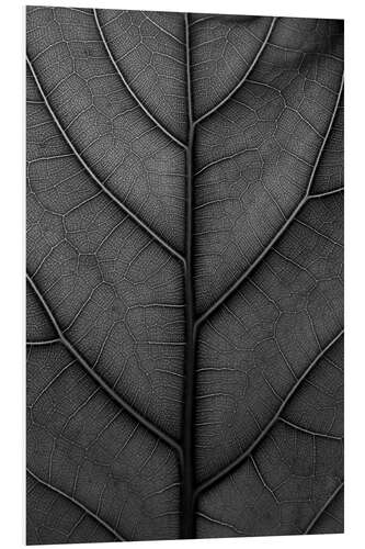 PVC print Black leaf with delicate veins - violin fig