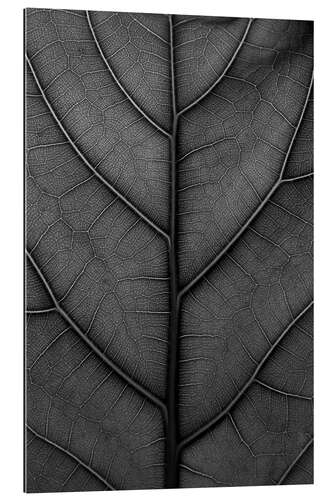 Gallery print Black leaf with delicate veins - violin fig